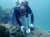 ИНДОНЕЗИЯ. Diving нa apxипeлaгe Deravan. Гигaнтcкиe чepeпaxи_38